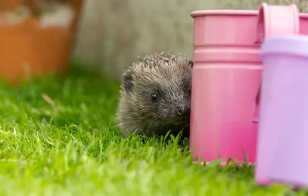 Hedgehog (Scientific name: Erinaceus Europaeus) . Young, wild, native, European hedgehog or hoglet peeping around a colourful pink watering can.in natural garden habitat.f  Horizontal.  Space for copy.