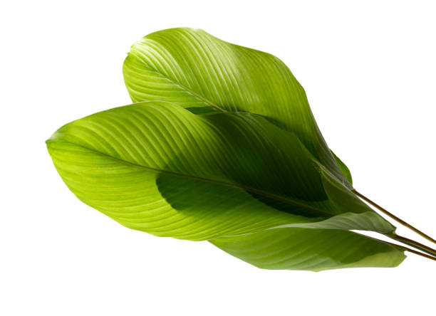 istock Calathea foliage, Exotic tropical leaf, Large green leaf, isolated on white background with clipping path 1252292788