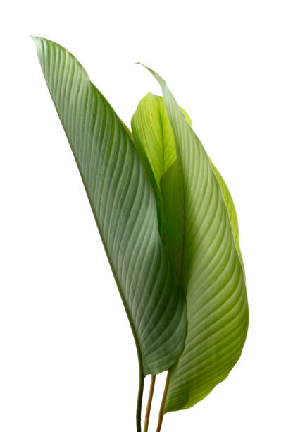 istock Calathea foliage, Exotic tropical leaf, Large green leaf, isolated on white background with clipping path 1252292792