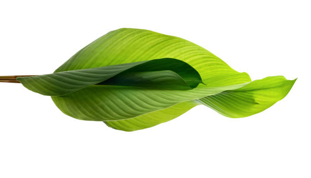 istock Calathea foliage, Exotic tropical leaf, Large green leaf, isolated on white background with clipping path 1252292830