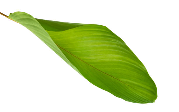 istock Calathea foliage, Exotic tropical leaf, Large green leaf, isolated on white background with clipping path 1252292852