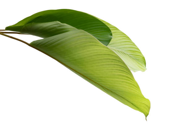 istock Calathea foliage, Exotic tropical leaf, Large green leaf, isolated on white background with clipping path 1252292857