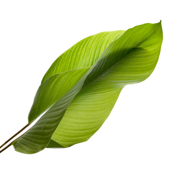 istock Calathea foliage, Exotic tropical leaf, Large green leaf, isolated on white background with clipping path 1252292861