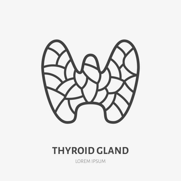 Thyroid gland line icon, vector pictogram of human internal organ. Anatomy illustration, sign for medical, endocrinologist clinic Thyroid gland line icon, vector pictogram of human internal organ. Anatomy illustration, sign for medical, endocrinologist clinic. thyroid disease stock illustrations