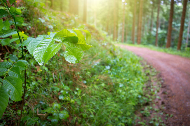 Green trees in summer forest with sunlight .
