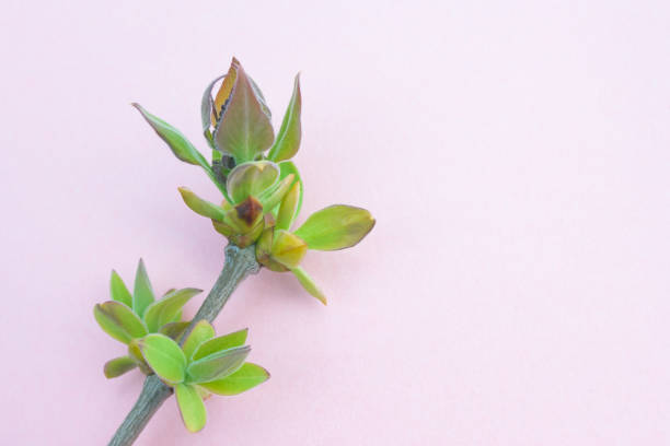 istock Swollen lilac buds in a sunny day on pink background. One spring green first sprout. 1252295929