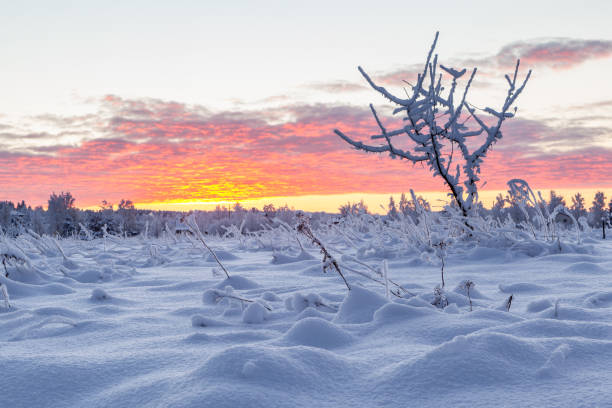 istock Frosty morning in a forest glade. 1252295947