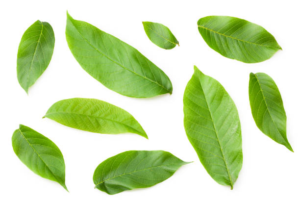 istock green walnut leaves isolated on a white background. Top view 1252295967