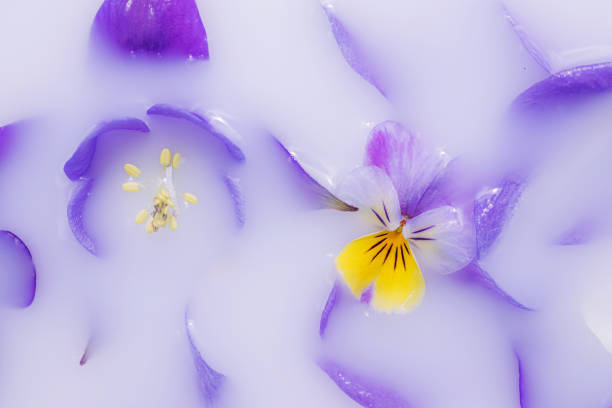 istock flowers in milk water 1252296489