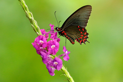 Butterfly sitting on pink blooming flower. Common Mormon, Papilio polytes, beautiful butterfly from Costa Rica and Panama. Beautiful butterfly in nature green forest habitat.