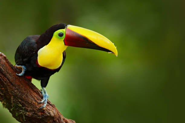 istock Toucan in the nature. 1252296882
