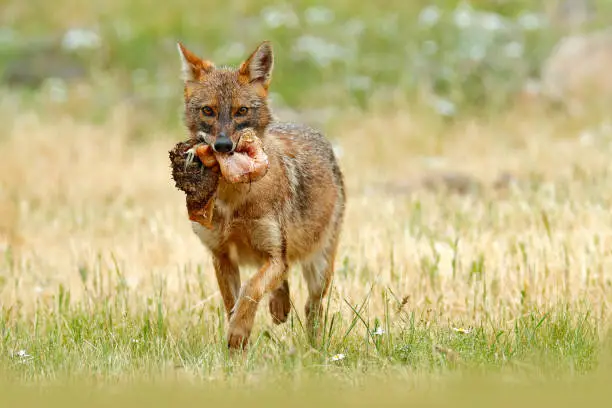 Golden jackal, Canis aureus, feeding scene with meadow, Madzharovo, Eastern Rhodopes, Bulgaria. Wildlife Balkan. Wild dog behaviour scene, nature. Mountain animal in the habitat. Jackal with catch.