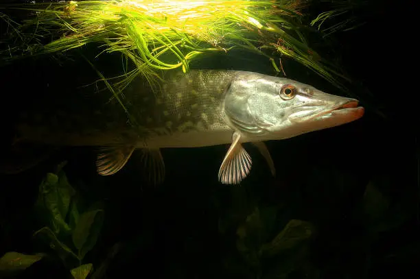 Northern Pike in a river