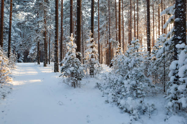 istock On a sunny winter day in the pine forest. 1252299845