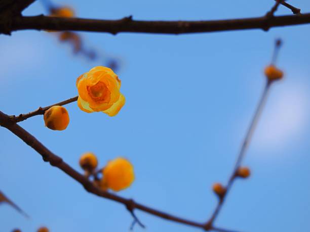 Chimonanthus praecox, called Roubai in Japanese