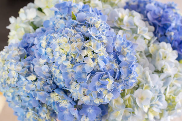 istock bunch of pastel flowers 1252300176