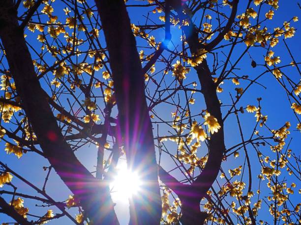 Chimonanthus praecox, called Roubai in Japanese
