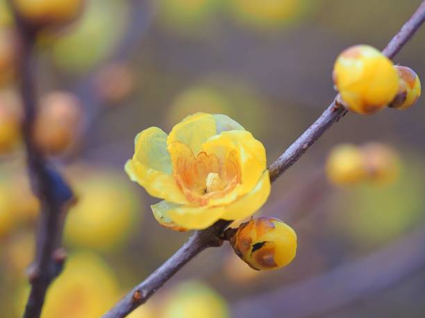 Chimonanthus praecox, called Roubai in Japanese