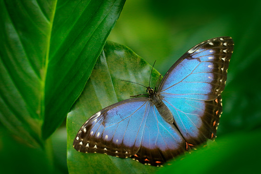 A common eggfly butterfly on a croton leaf in the tropical rainforest of Bali in Indonesia.