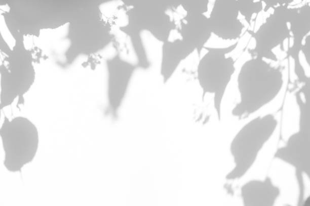 istock shadows of the tree branches on a white wall 1252303619