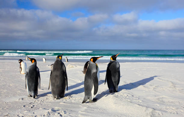 uccello sulla spiaggia di sabbia bianca. gruppo di pinguini reali, aptenodytes patagonicus, che vanno dalla sabbia bianca al mare, animali artici nell'habitat naturale, cielo blu scuro, isole falkland. cielo blu, nuvole bianche. - falkland islands foto e immagini stock