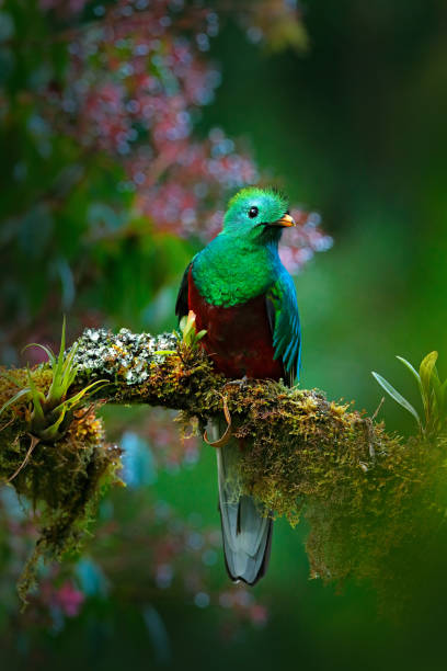 Magnificent sacred green and red bird. Birdwatching in jungle. Beautiful bird in nature tropic habitat. Resplendent Quetzal, Pharomachrus mocinno, Guatemala, with green forest background. Flowers. Magnificent sacred green and red bird. Birdwatching in jungle. Beautiful bird in nature tropic habitat. Resplendent Quetzal, Pharomachrus mocinno, Guatemala, with green forest background. Flowers. trogon stock pictures, royalty-free photos & images