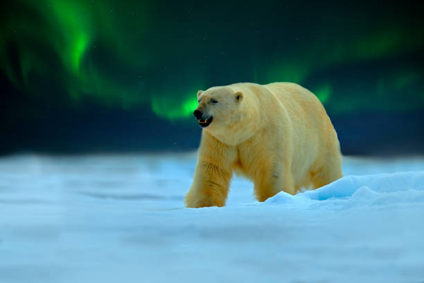 istock Polar bear with Northern Lights, Aurora Borealis. Night image with stars, dark sky. Dangerous looking beast on the ice with snow, north Canada. Wildlife scene from nature. Cold winter with polar bear. 1252303679