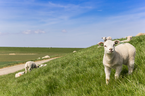 Little white lamb on a dike in Friesland, Netherlands