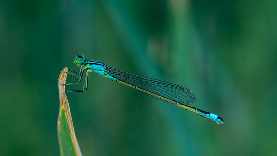 blue dragonfly on a plant on a summer