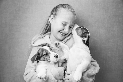 Caucasian beautiful girl with long hair holds two cute Jack Russell puppies in her arms. Girl smiles, closed her eyes. The puppy kisses the girl in the ear, whispers a secret, tickles. Black and white