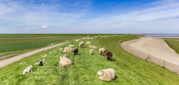 Several groups of white sheep in a paddock drink water from plastic buckets on a green meadow.