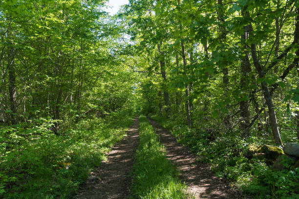 istock Country road straight into the lush greenery 1252306487