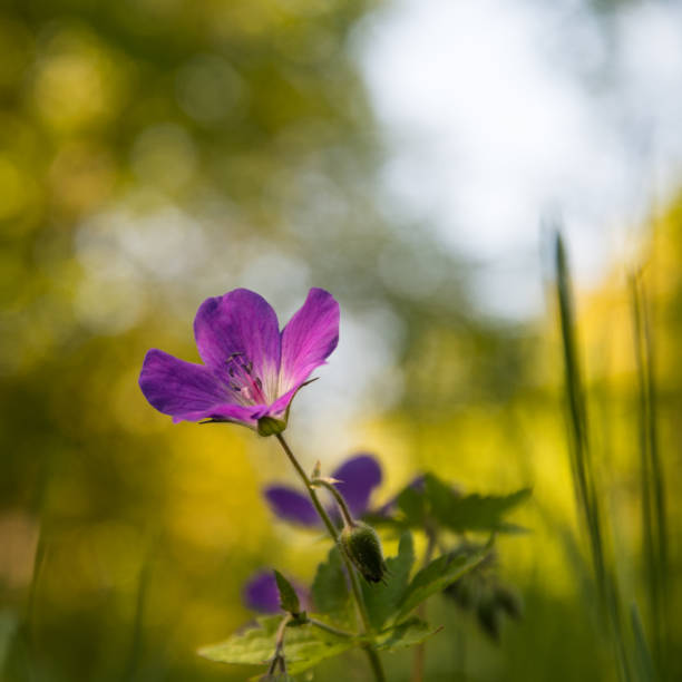 istock Purple summer flower close up 1252306513