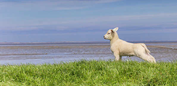 Little white lamb stretching legs on a dike in Friesland, Netherlands