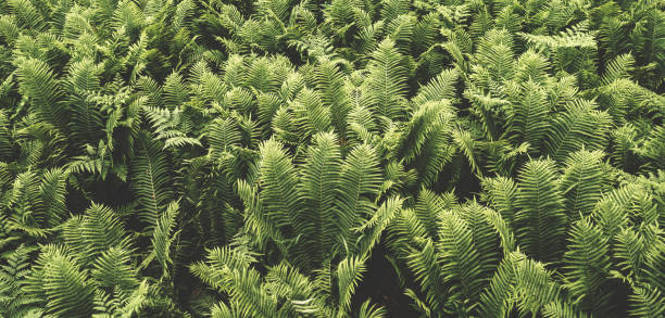 istock dark green fern leaves . 1252312287