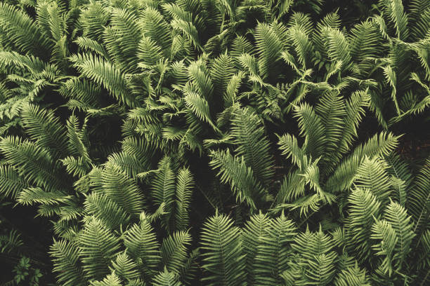 istock dark green fern leaves . 1252312292