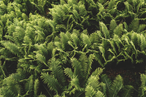 istock dark green fern leaves . 1252312295