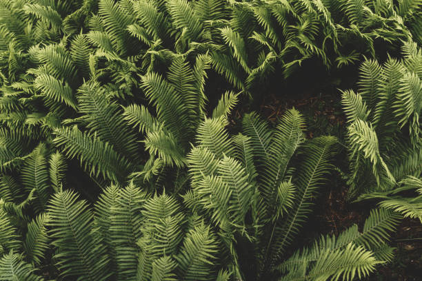 istock dark green fern leaves . 1252313391