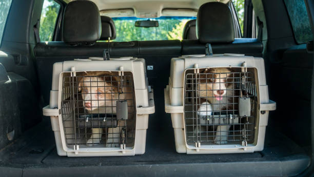 Two puppies in cages in the trunk of a car. Transportation of live pets Two puppies in cages in the trunk of a car. Transportation of live pets. transportation cage stock pictures, royalty-free photos & images