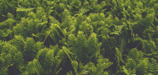 istock dark green fern leaves . 1252313960