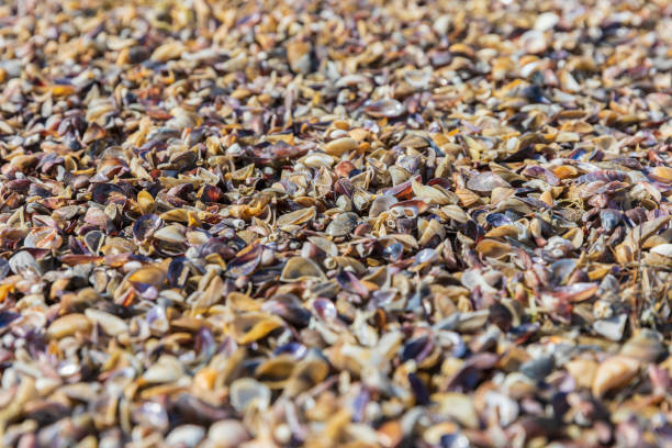 Texture of shells on the beach coast