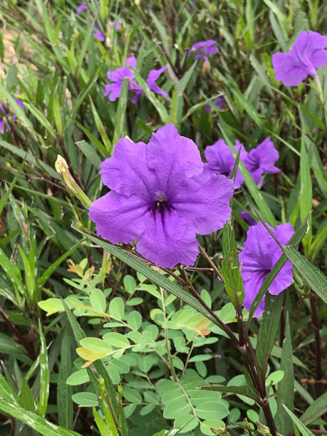 ruellia simplex o petunia messicana o campanaccio messicano o fiore di petunia selvatico di britton. - campanula bluebell natures houseplant foto e immagini stock