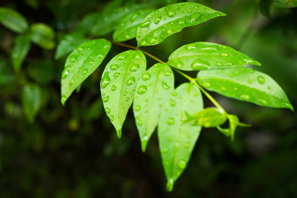 istock Fresh green leafs at twig with raindrops in Thailand 1252316078