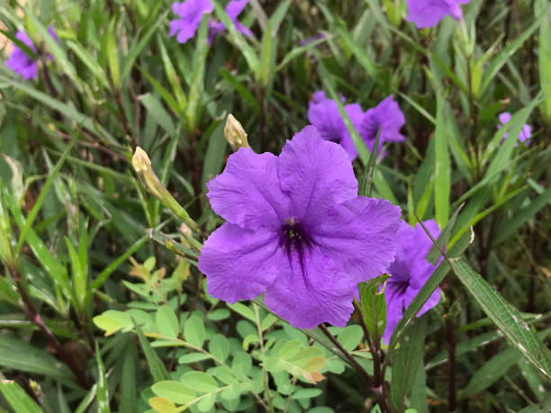 ruellia simplex o petunia messicana o campanaccio messicano o fiore di petunia selvatico di britton. - campanula bluebell natures houseplant foto e immagini stock