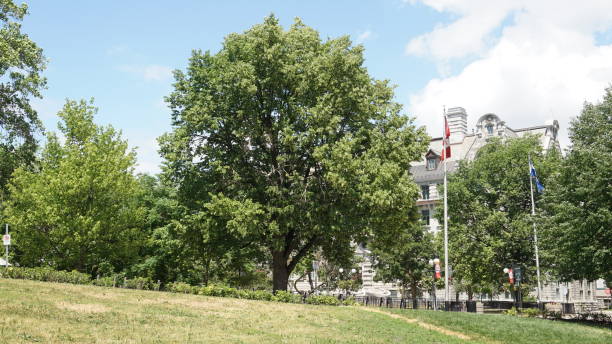 Beautiful big green tree. To the right is Canada and Quebec flags. Background of a blue sky stock photo