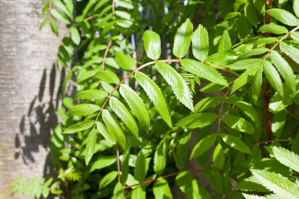 istock Green fresh Rowan tree leaves in spring garden in sunny day 1252317758