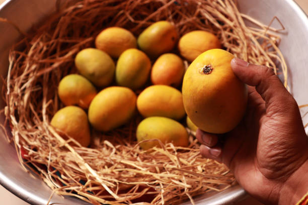 Hand Holding Mangoes Organic Healthy Fruit