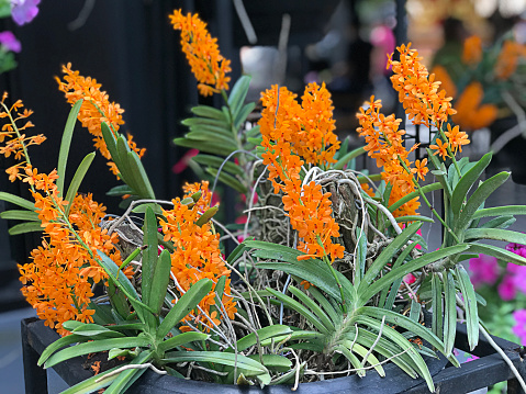 Ascocentrum miniatum or The Rust-red ascocentrum or Vanda miniata orchid flowers in Thailand.