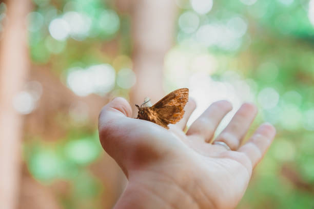 The hand releases the night butterfly to freedom