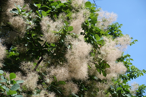 Foliage and flowers of blossoming European smoketree against blue sky in June